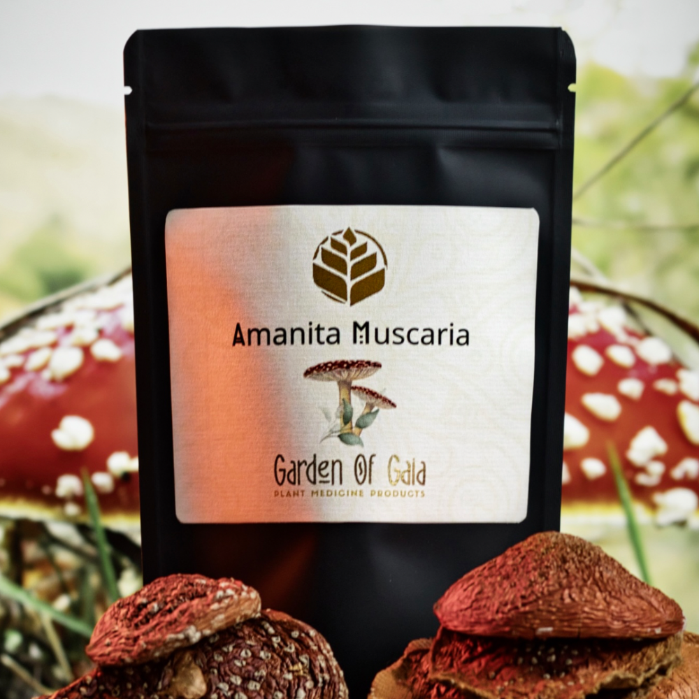 Getrockneter Fliegenpilz (Amanita muscaria) – kraftvolle Pflanzenmedizin für Rituale, energetische Arbeit & innere Bewusstseinsprozesse