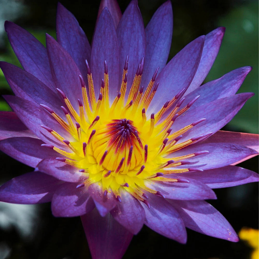 Blüte des Blauen Lotus – Symbol für Herzöffnung, Zeremonien, Traumarbeit & spirituelle Pflanzenmedizin
