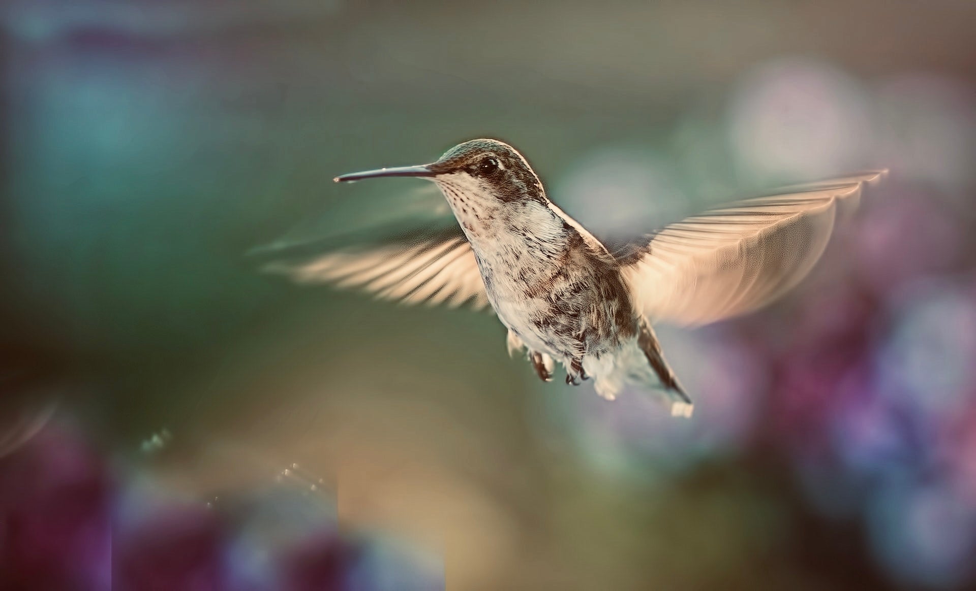 Ein Kolibri schwebt vor einer Pflanze – Symbol für Zeremonien, Rapé, Essenzen & die Weisheit der Naturmedizin
