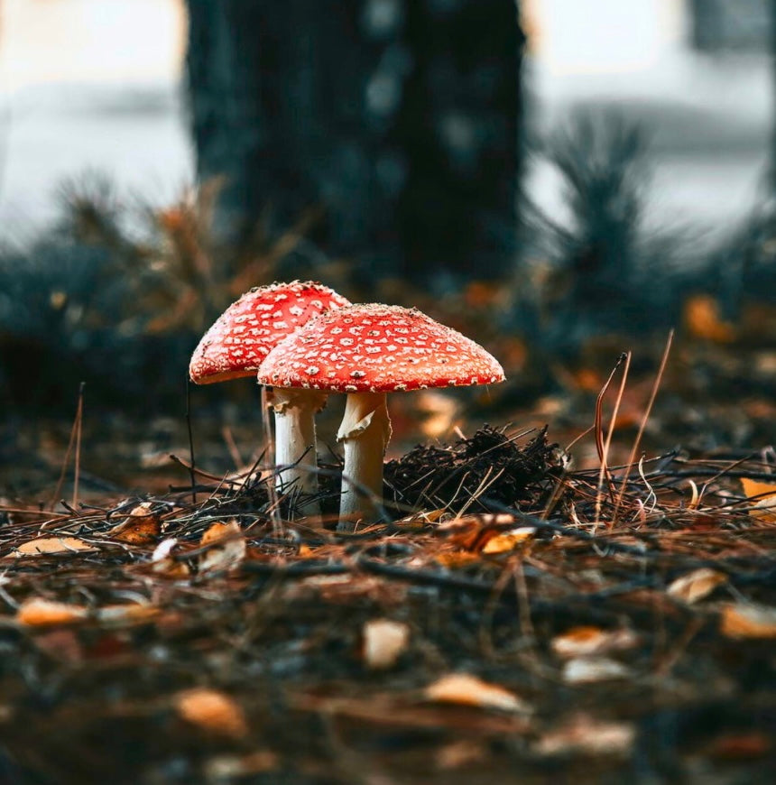 Zwei Fliegenpilze (Amanita muscaria) in ihrer natürlichen Umgebung – Symbol für Transformation, Pflanzenmedizin & Verbindung zur Natur